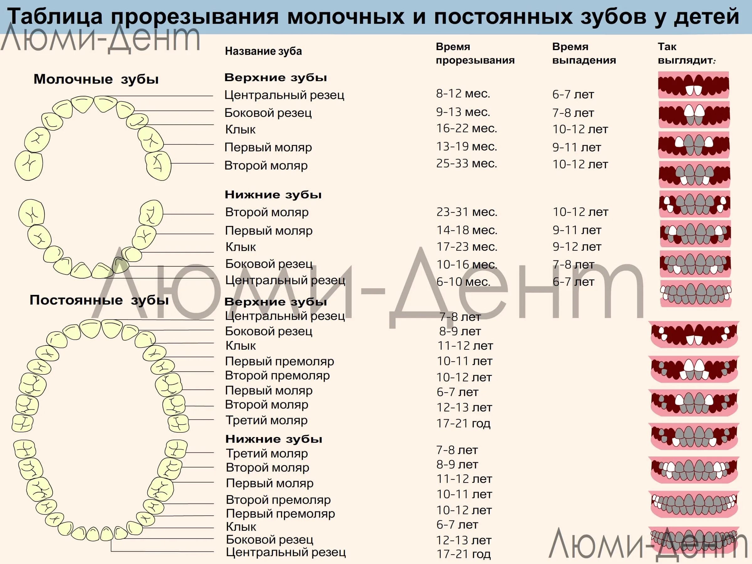 Молочные зубы схема прорезывания. Прорезывание зубов у детей схема сроки. Зубы у детей схема прорезывания постоянных зубов у детей. Схема прорезывания зубов у грудничков по месяцам. Во сколько у детей начинают резаться зубы