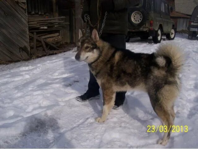 Западно сибирская лайка сука. Всл щенки и лайки в красноярске и крае. Западносибирская лайка лайки. Западно сибирская лайка щенки. Западно сибирская лайка можайск.