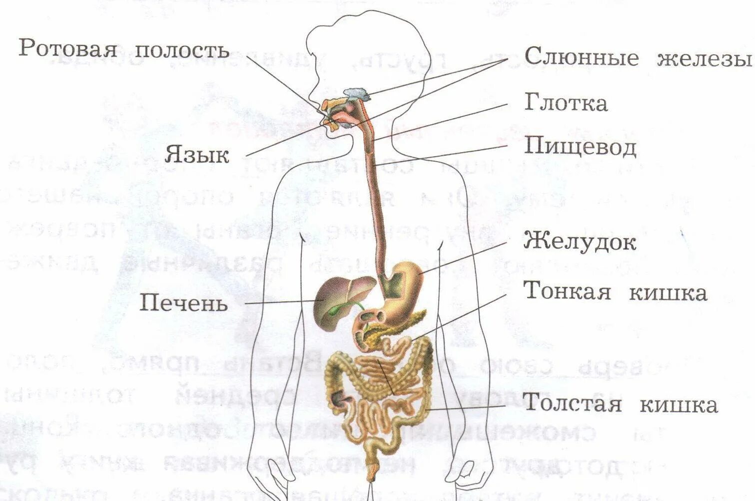 Строение человека система органов. Пищеварительная система человека схема 4 класс. Пищеварительная система человека схема 3 класс окружающий. Схема пищеварительной системы человека 3 класс. Организм человека система органов 3 класс окружающий мир.