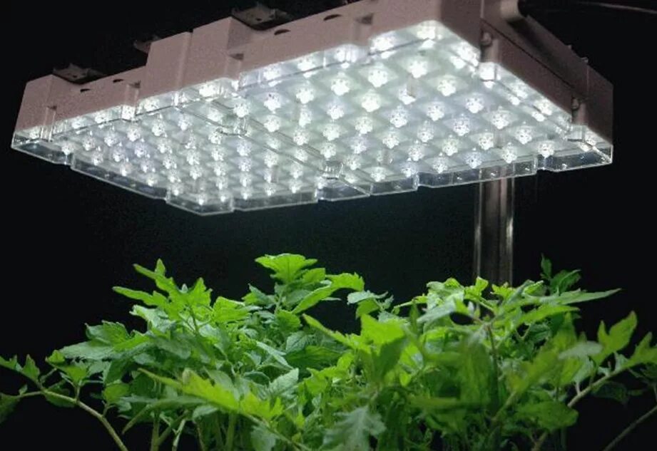 Led plant lights. Лампы досвечивания для рассады. Фитолампа для растений белый свет. Фитолампа gu10 для растений. Лампы Фотон светодиодные для рассады.