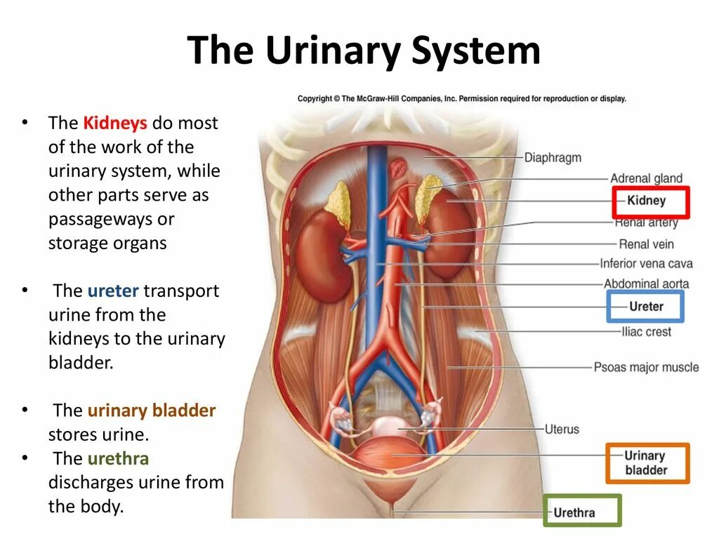 Urinary system. Мочевыделительная система на английском. Мочеполовая система на английском.