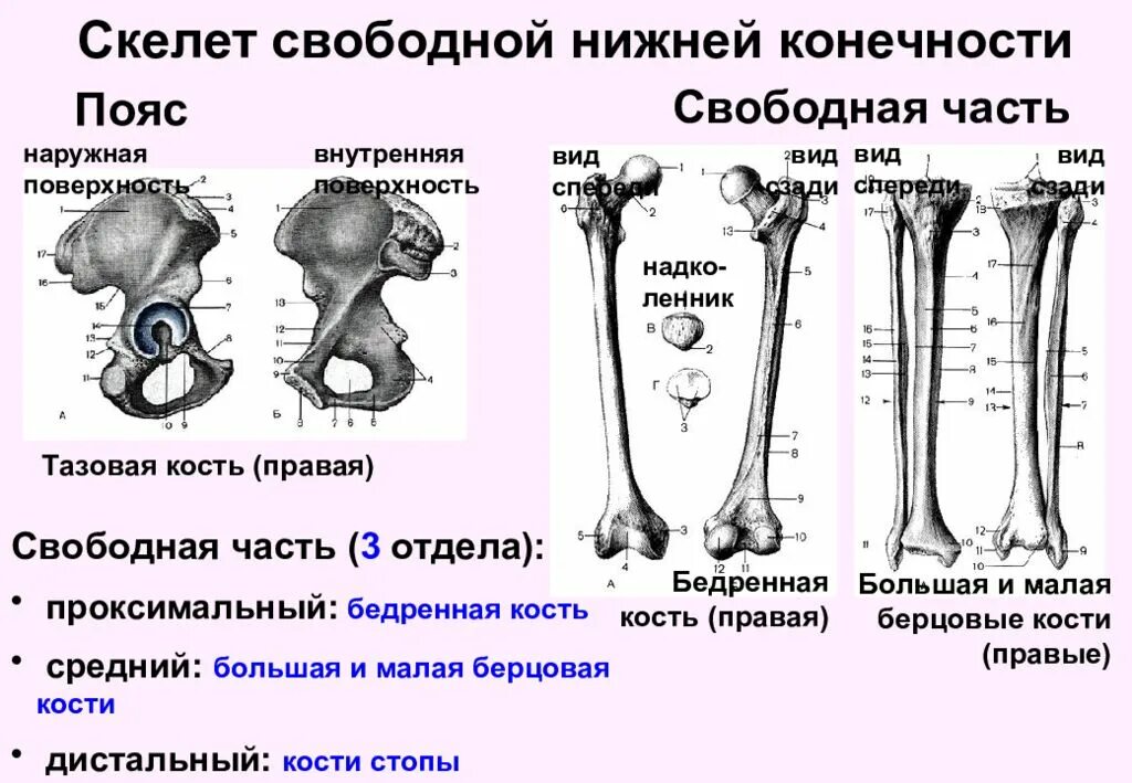 Бедренная отдел скелета. Кости нижней конечности( кости таза и свободной нижней конечности). Бедренная и большая берцовая кости это подвижная?. Отделы скелета пояс нижних конечностей. Скелет пояса нижних конечностей человека.