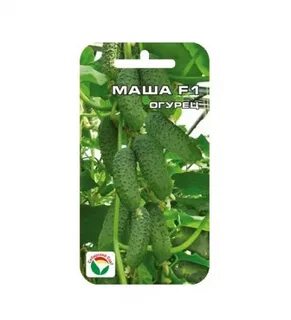 Огурец маша описание сорта отзывы