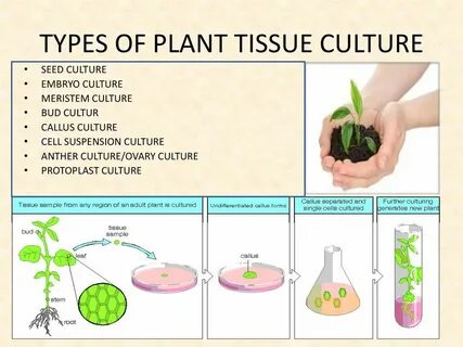 Plant tissue culture