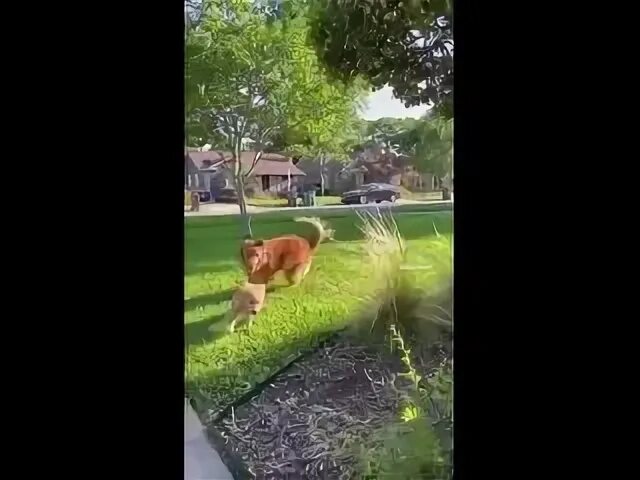 Заведем собачку видео