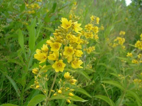 Ранункулюс (Лютик) азиатский Йеллоу/RANUNCULUS ASIATIC YELLOW, р-р 7/8, 5шт, Эко