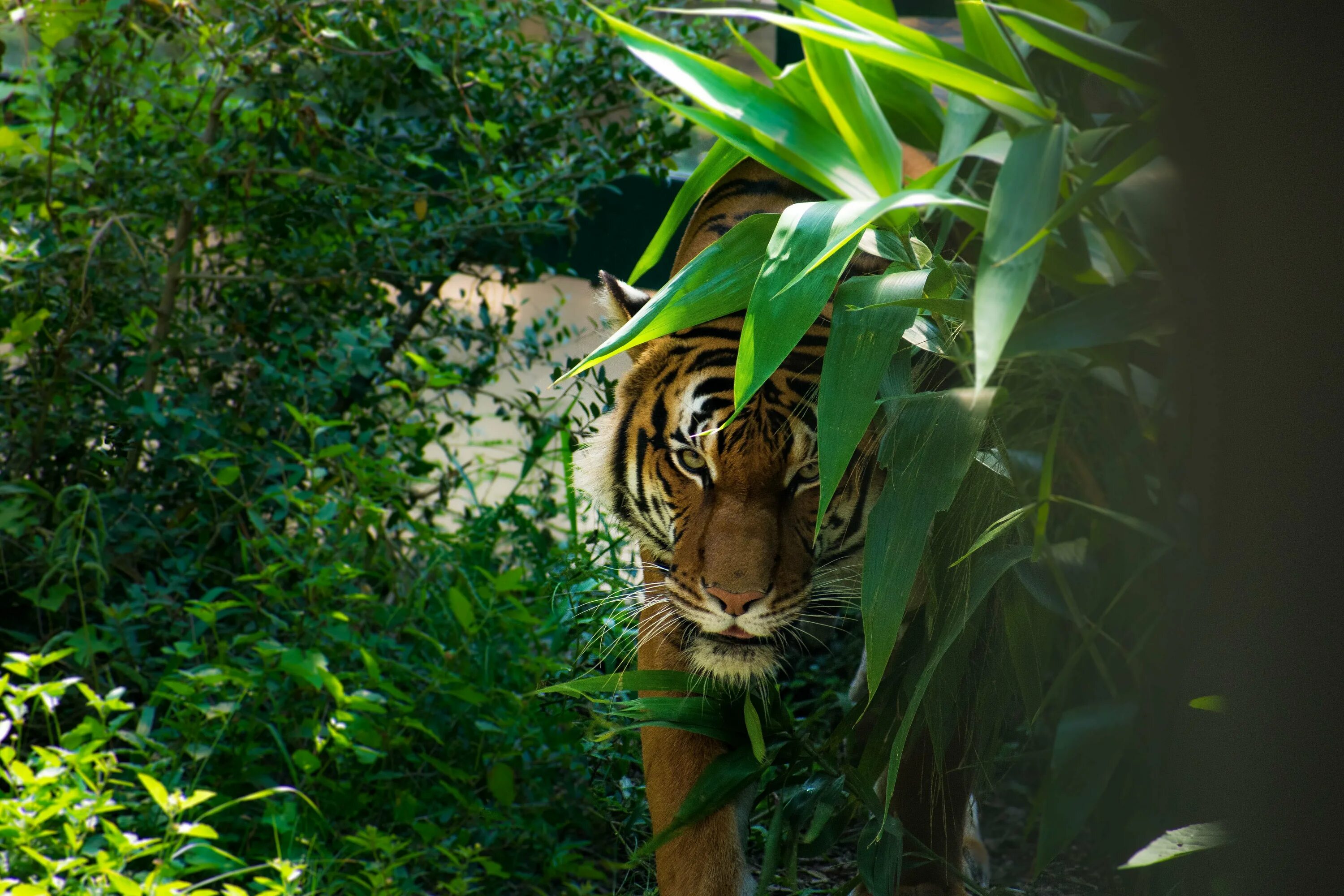 Jungle tiger