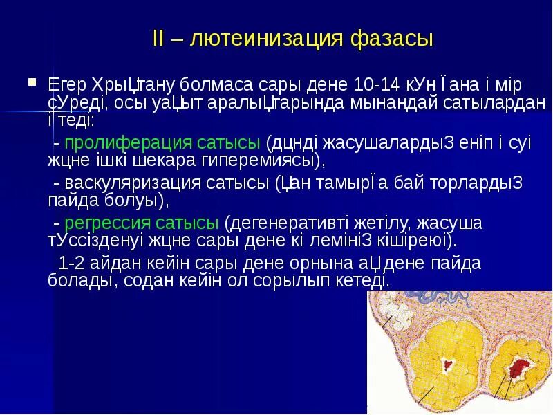 Неовулированный фолликул. Лютеинизация фолликула. синдром лютеинизации фолликула. лютеинизация неовулировавшего фолликула. для синдрома лютеинизации неовулировавшего фолликула характерно.