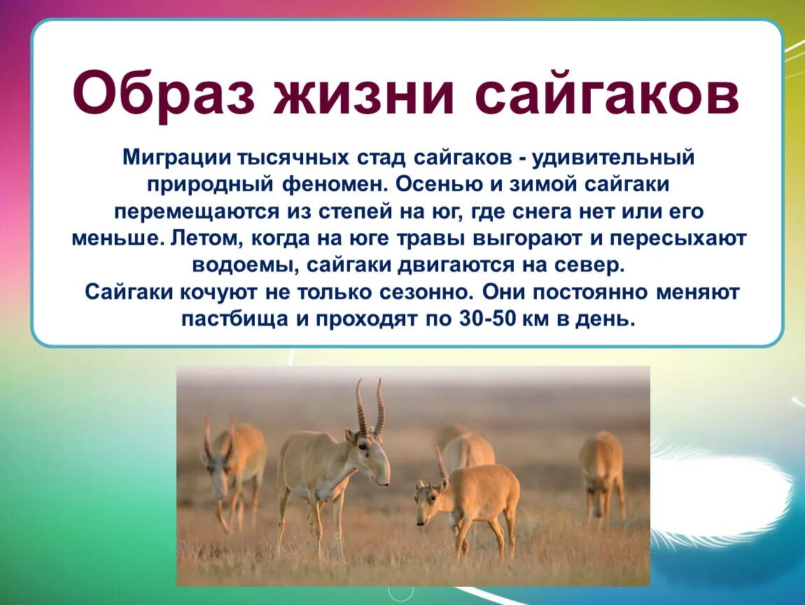 Где обитает сайгак в какой природной. Сайгак. Популяция сайгаков. Сайгак природная зона. Образ жизни сайгака.