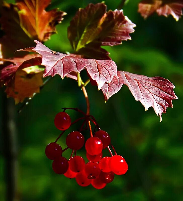 осенняя ягода оранжевого цвета. красные ягоды на дереве осенью. ягоды осенью. осенние ягоды. осень ягоды.