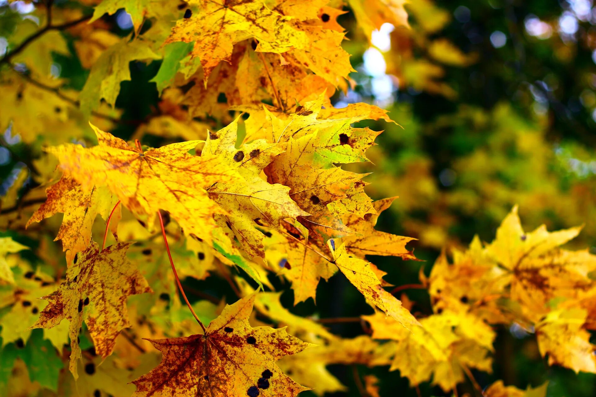 Листья желтые по краям. Желтый лист. Калина желтые листья. Июнь с желтыми листьями. С желтыми листьями вьющий.