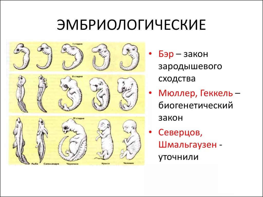 Закон зародышевого сходства Бэра. Эмбриологические доказательства эволюции Геккель.