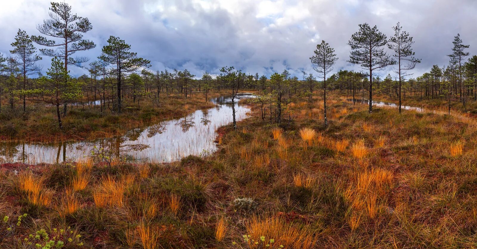 Над болотными кочками стоят редкие сосны письмо. Тахтинское болото. Кочкарник тундра. Широко раскинулось глубокое лесное озеро соколов-микитов. Болота ленинградской области.
