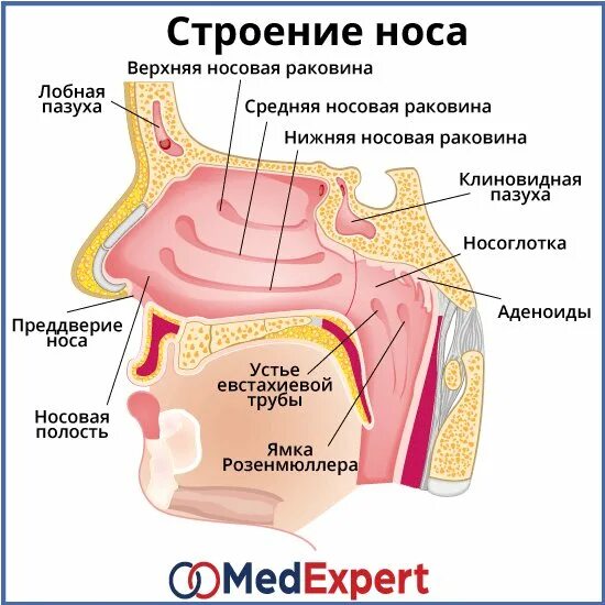 Слизистая оболочка носа анатомия. Строение носовых раковин. Гипертрофия слизистой носовых раковин. Утолщенная слизистая пазух