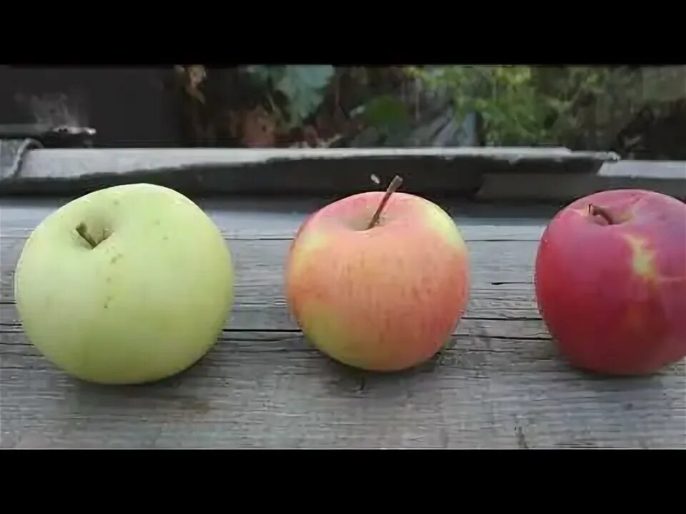 Яблоки которые растут в земле. Яблоня алтайское багряное. сибирские яблоки фото.