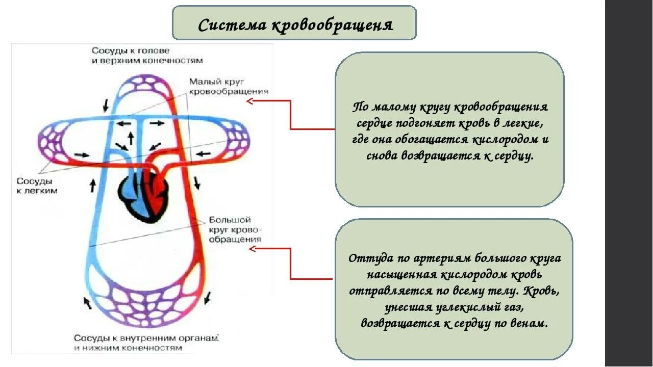 Малый круг кровообращения насыщается кислородом. Малый круг кровообращения обеспечивает. В большом круге кровообращения кровь насыщается. В Малом круге кровообращения кровь насыщается. Таблица малого круга кровообращения