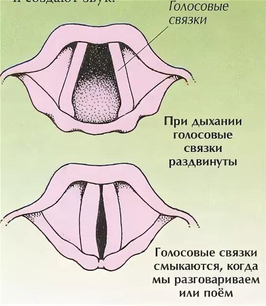 Голосовые связки человека при молчании. Голосовые связки рисунок. Голосовые связки у человека. Ложные голосовые связки.