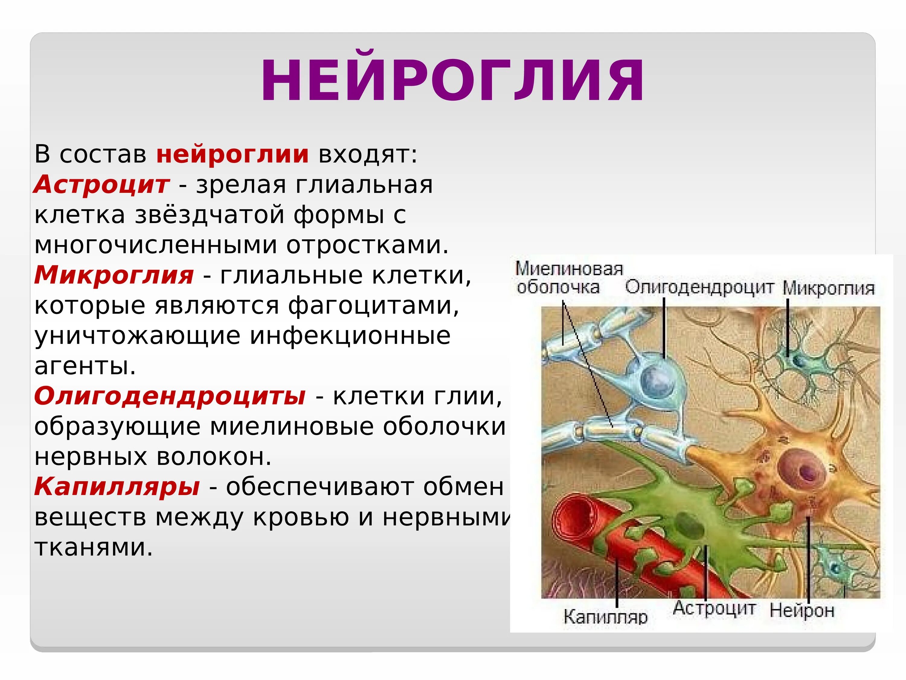 Нервная ткань состоит из собственно нервных клеток. Строение нейрона и функции нейроглии. Строение нервной клетки глии. Типы нейроглии и их функции. Функции глиальных клеток в нервной системе.