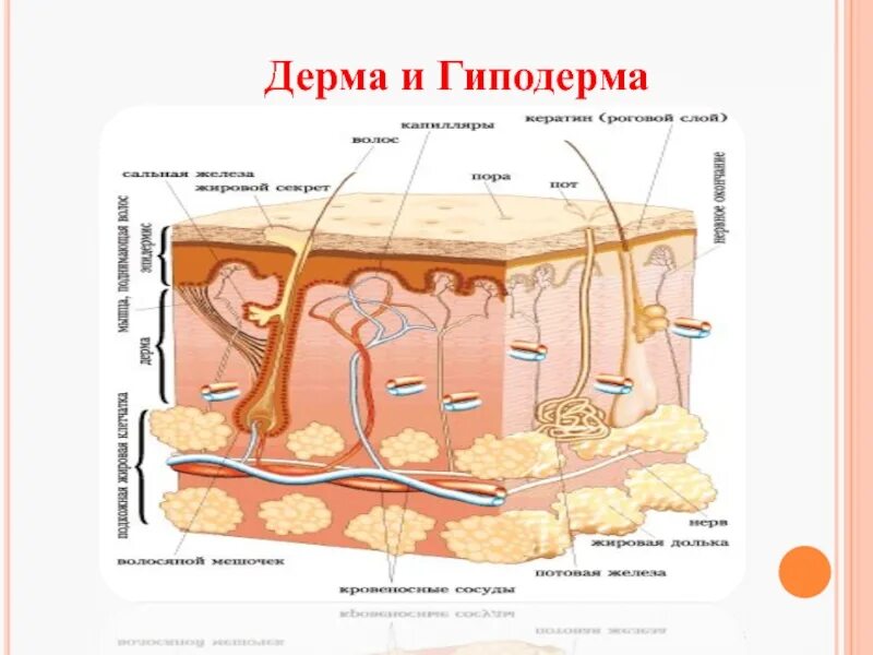 Дерма и гиподерма. Схематическое строение гиподермы. Строение кожи гиподерма.