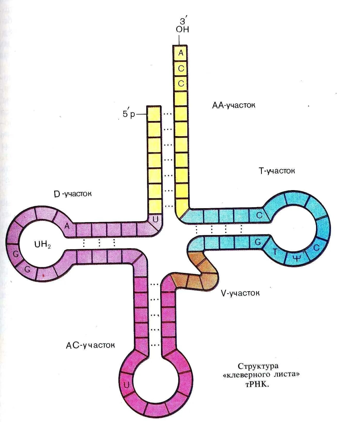 Строение транспортной РНК. Схема молекулы ТРНК. Схема строения т РНК. Строение ТРНК схема.