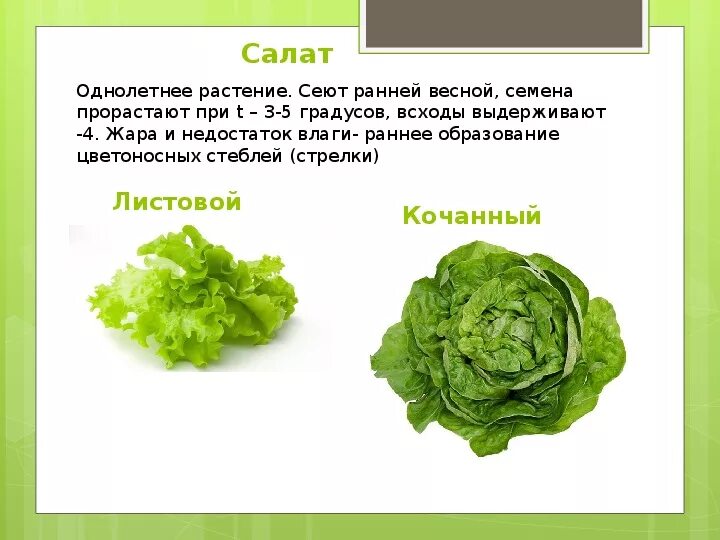 Какие витамины содержатся в салате. Какие витамины содержатся в салате