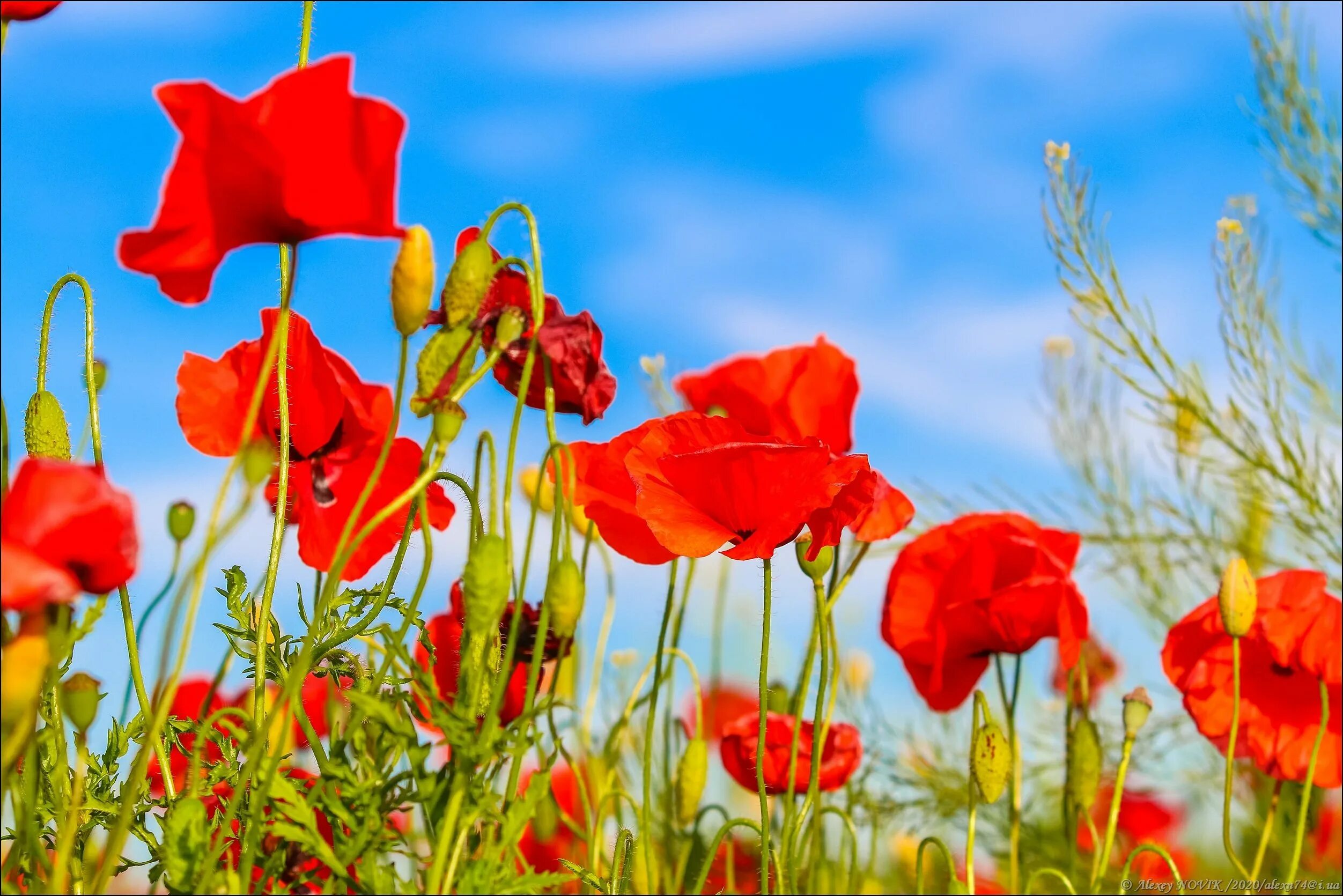 Мак уэлпола. Маков день открытки. Мак дат. Маковый день. Мак дат.