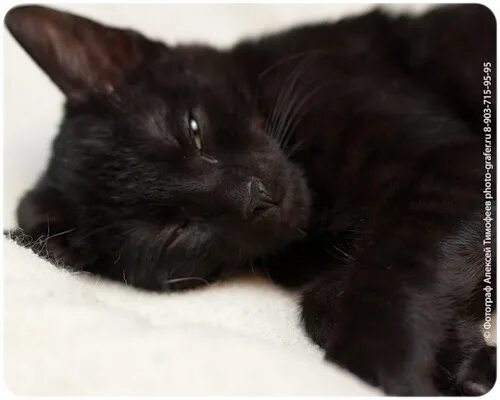 Черные котята во сне к чему снятся. Спящий черный котенок. Сонный котенок черный. Спящие черные котята.