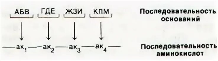 1 аминокислота кодируется 3