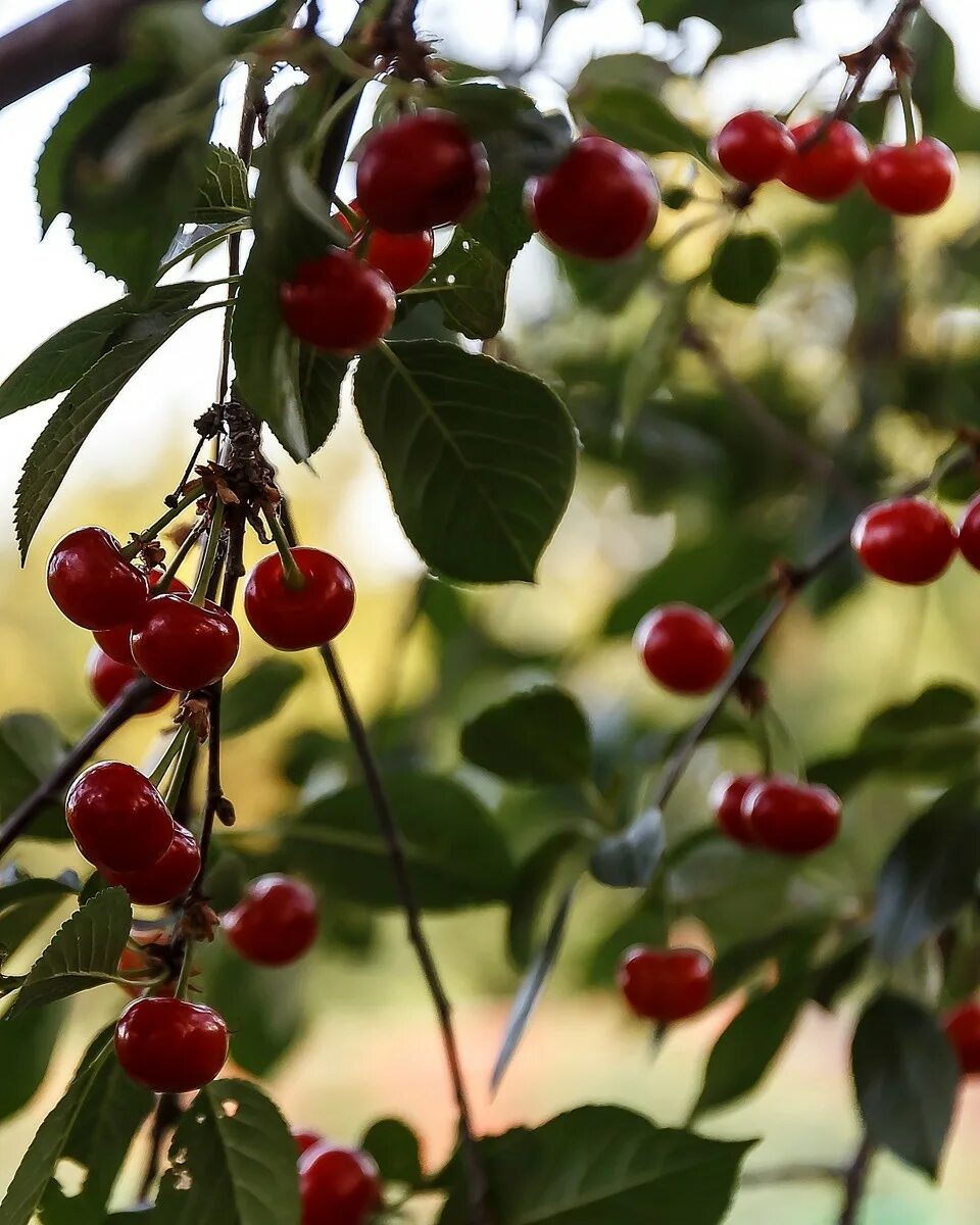 Вишня краса татарии. Вишня любская. Раз вишня. Prúnus cérasus вишня обыкнове́нная. Сорт черешни ариадна.