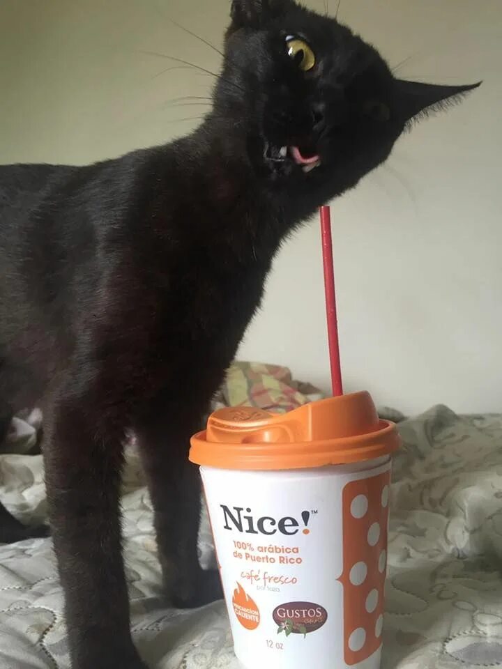 Cat tries