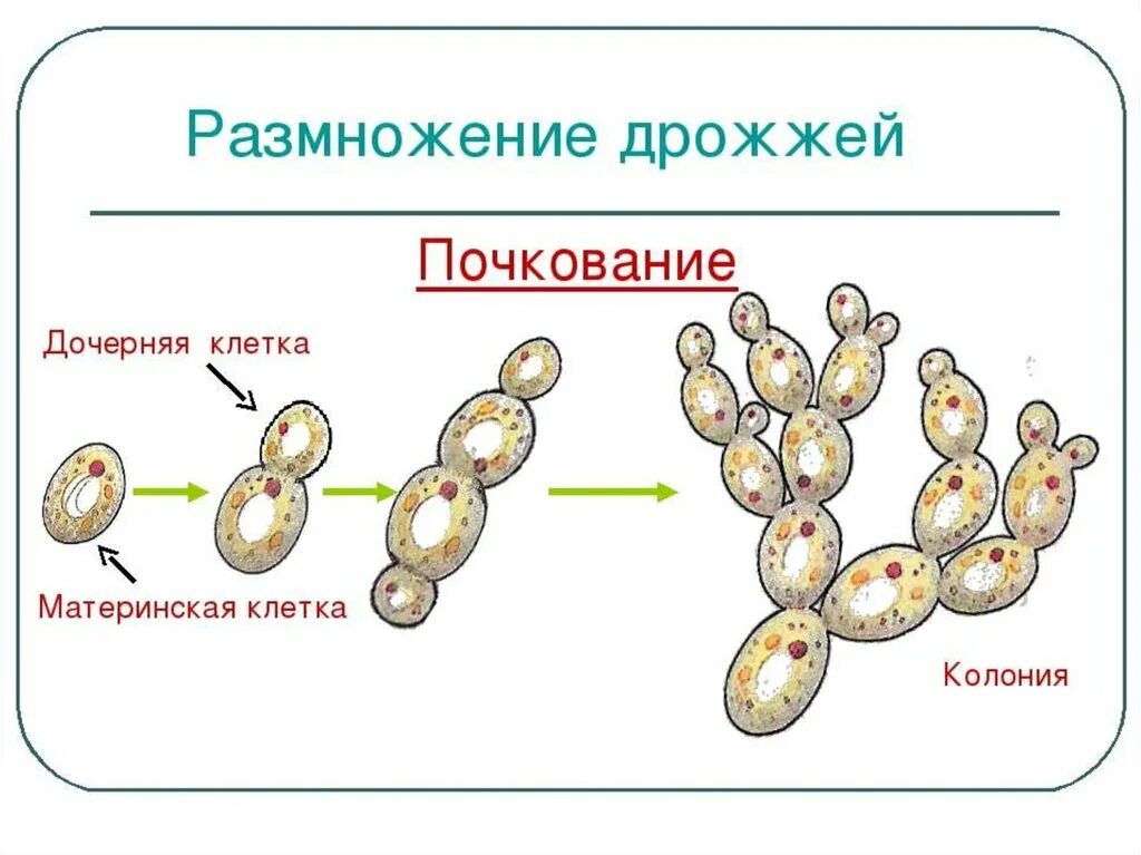 Строение и размножение дрожжей. Строение дрожжей грибов. Размножение дрожжей почкованием. Размножение дрожжей делением. Размножаться и е