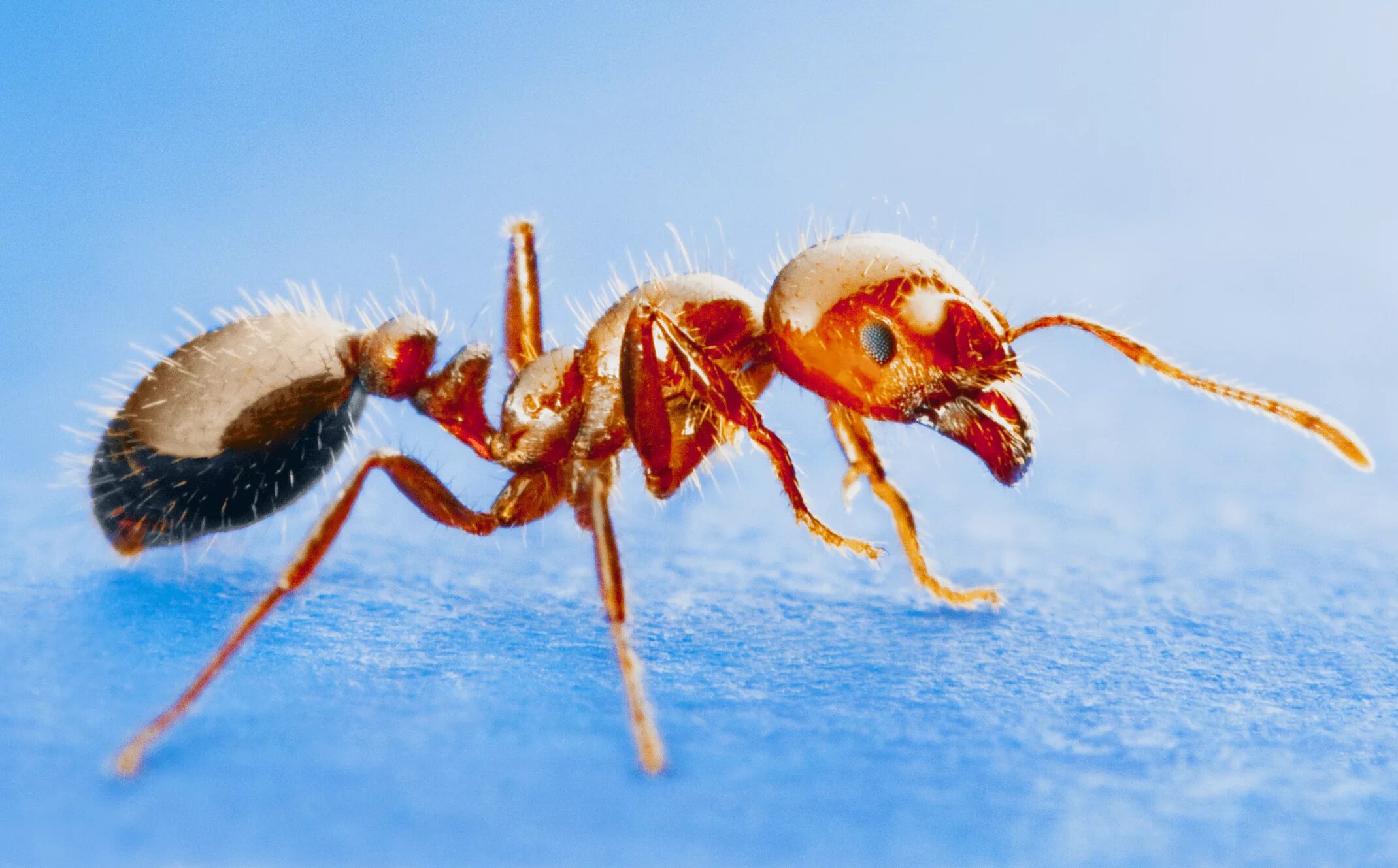 Огненные муравьи (Solenopsis Invicta). Solenopsis Invicta. Formiga муравей. Red Imported Fire Ant.