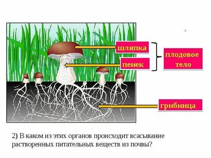 Питательные вещества почвы