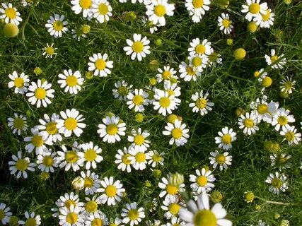 Recutita flower