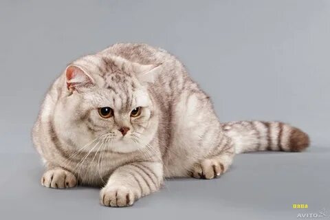 Британская короткошерстная кошка окрасы