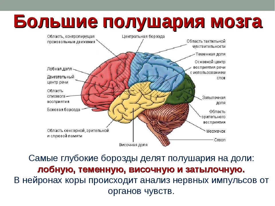 Функции долей коры головного мозга таблица. Строение головного мозга функциями функции. Строение головного мозга доли. В каждом полушарии долей