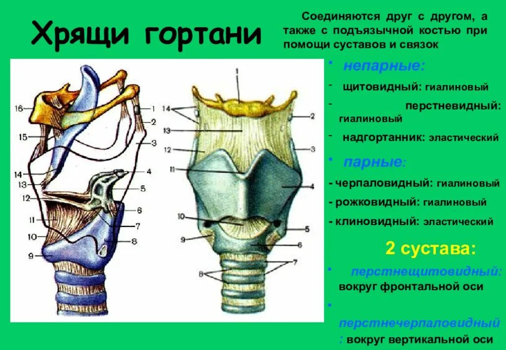 3 хряща гортани. Надгортанник и щитовидный хрящ. Строение черпаловидного хряща. Рожковидный хрящ. Парные хрящи гортани анатомия.