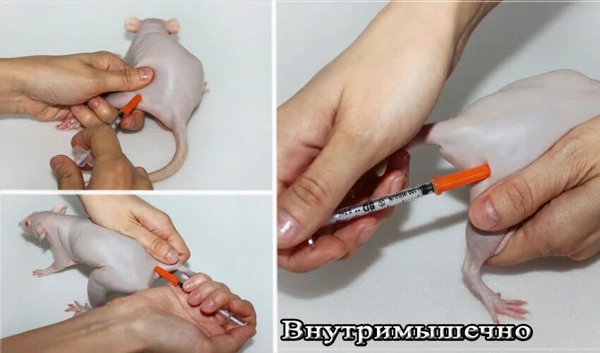 фиксация лабораторных крыс. холка у крыс. внешнее строение мыши. лабораторные мыши инъекции. холка у крыс.