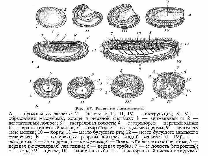 Гаструляция эмбриона ланцетника. Схема эмбрионального развития ланцетника. Схема развития зародыша ланцетника. Стадии эмбриогенеза ланцетника. Формируется гастральная полость