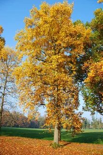 Какими становятся деревья осенью