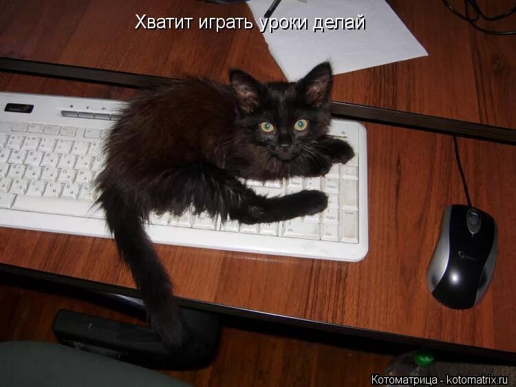 Играть делать котов