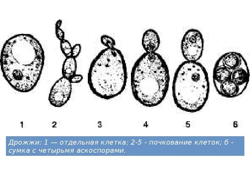 Тело пекарских дрожжей состоит из. Строение грибной клетки дрожжи. Почкующаяся клетка дрожжевых грибов. Клетки грибов дрожжей. Строение клетки дрожжей.