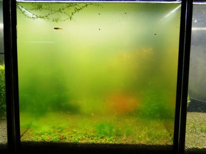 Мутный аквариум. Зеленая вода в аквариуме. Мутная вода в аквариуме. Аквариум зацвел.