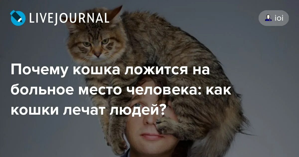 Кот лег. Коты ложатся на больное. Почему кот на меня ложится. Почему кошка ложится на спину перед хозяином. Кошка лечит человека.