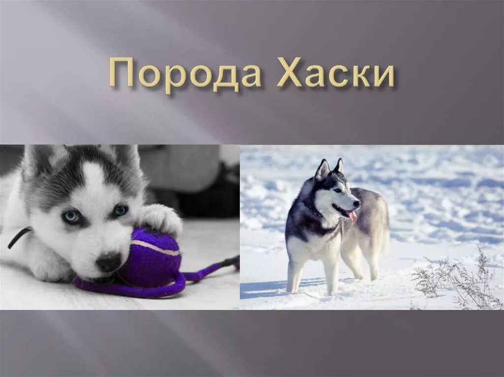 Хаски текст. Хаски презентация. сибирский хаски презентация. порода хаски презентация. рассказ о хасках.