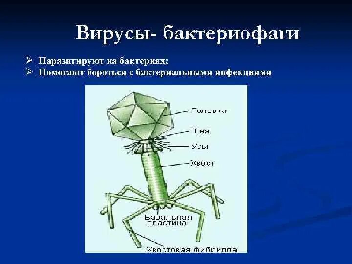 Строение бактериофага микробиология. Строение вируса бактериофага. Микроорганизм бактериофаг. Бактериофаг царство. Наследственный аппарат вируса формы жизни бактериофаги