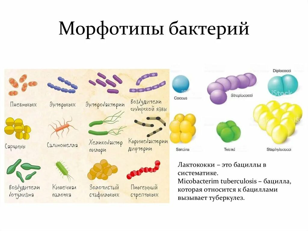 Бактерии примеры названия. Формы бактерий кокки бациллы. Морфология кокковых форм бактерий. Формы прокариот баццилы. Прокариотическая клетка формы бактерии.