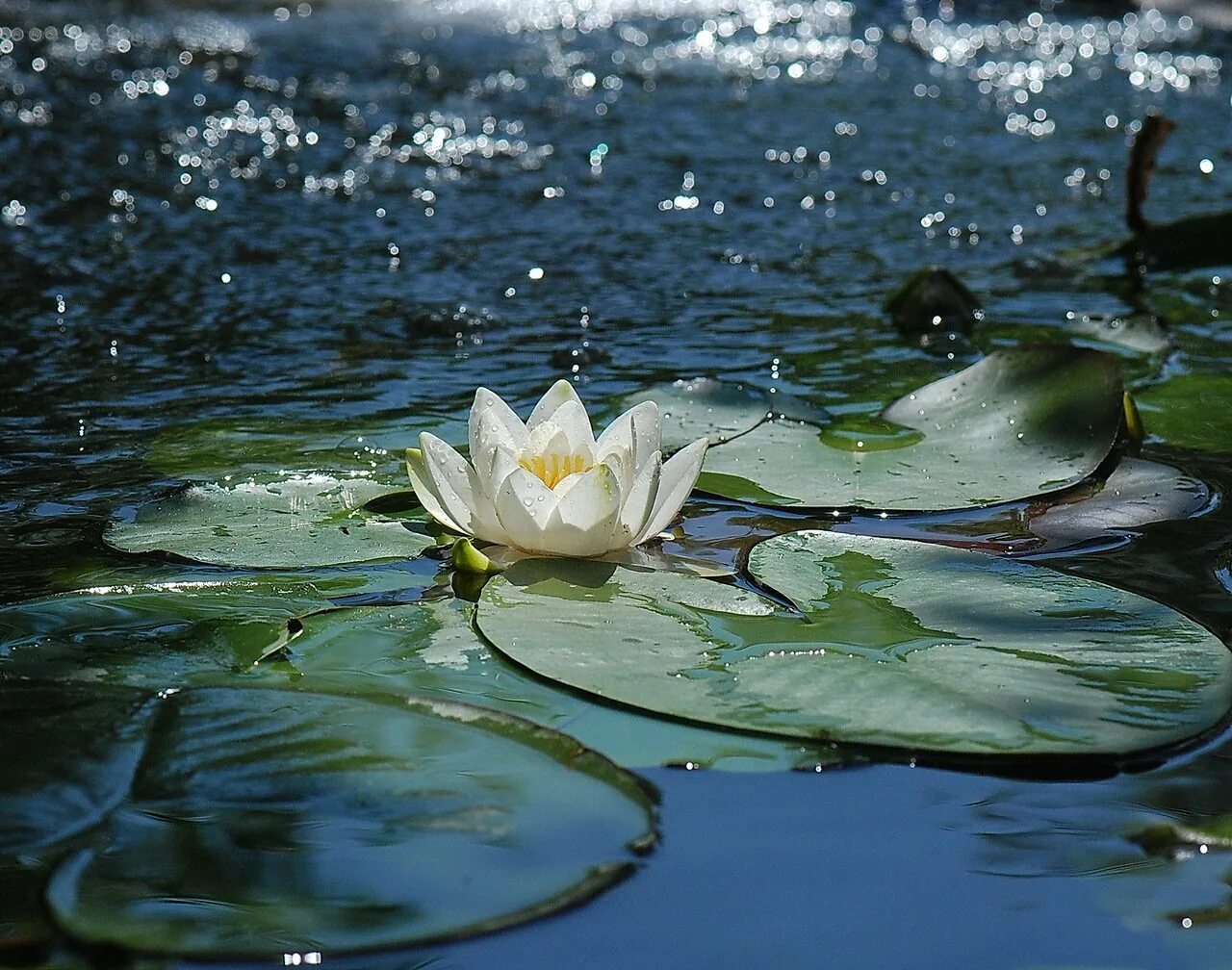 Сцены с лотосами на воде. Кувшинка Болотная. Нимфея Болотная. Лотос кувшинка водяная Лилия. Кубышка Болотная.