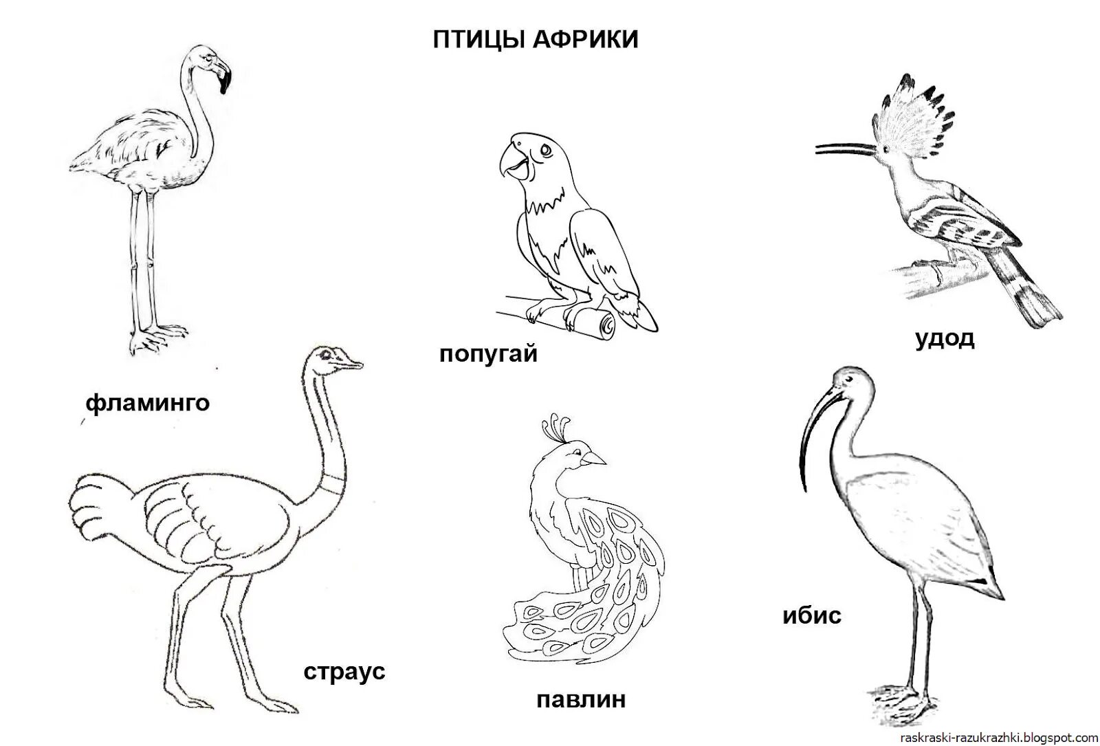 Птицы раскраска с названиями для детей. Раскраска Дикие птицы. Птицы раскраски для детей с названиями. Раскраска "перелетные птицы". Раскраска птицы Африки.