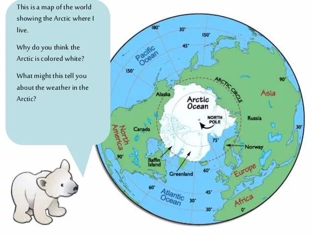 Where do Polar Bears Live. Белые медведи на карте. Полярный медведь на карте. Английский язык Polar Bears. Where bears live